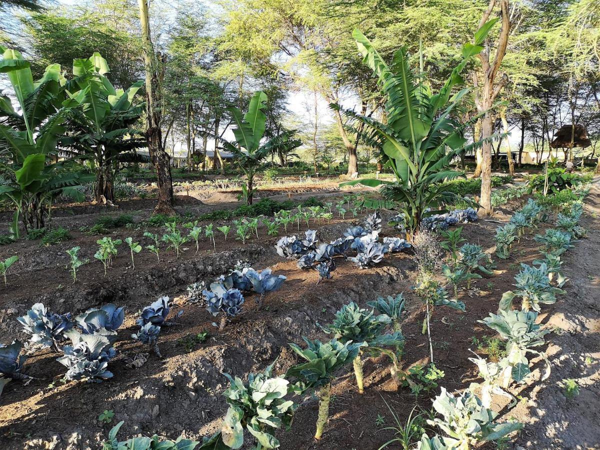 Africa Safari Camping Mto wa Mbu Zewnętrze zdjęcie